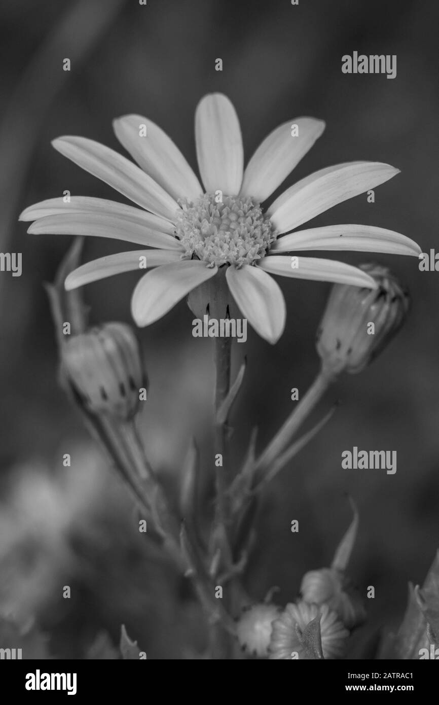 Flower israel Black and White Stock Photos & Images - Alamy