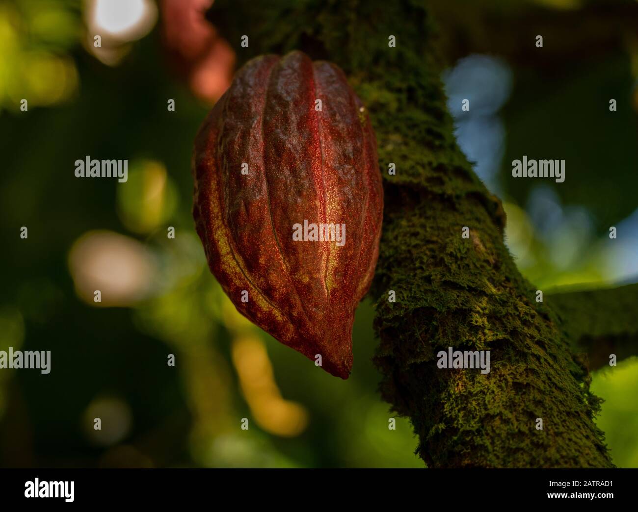 Cacao bean forest hires stock photography and images Alamy