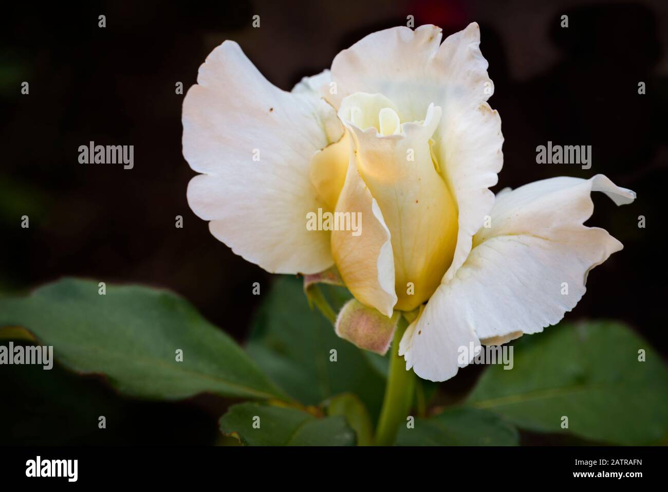 Full detail of a white rose Stock Photo - Alamy