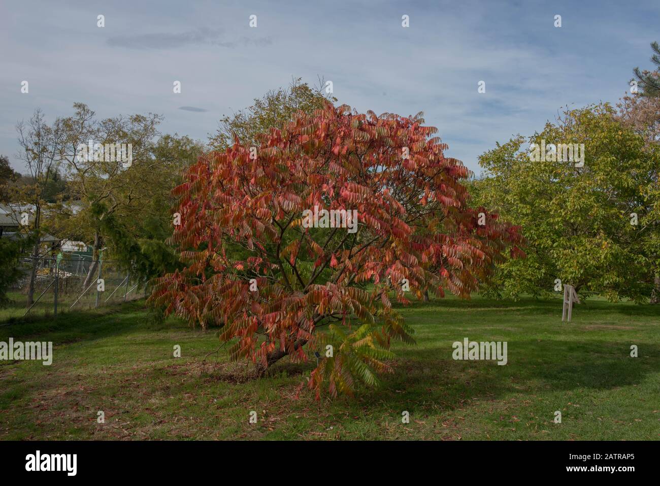 Brightly Coloured Autumn Leaves of the Deciduous Stag's Horn Sumach Tree (Rhus typhina 'Sinrus') in a Park in Rural Surrey, England, UK Stock Photo