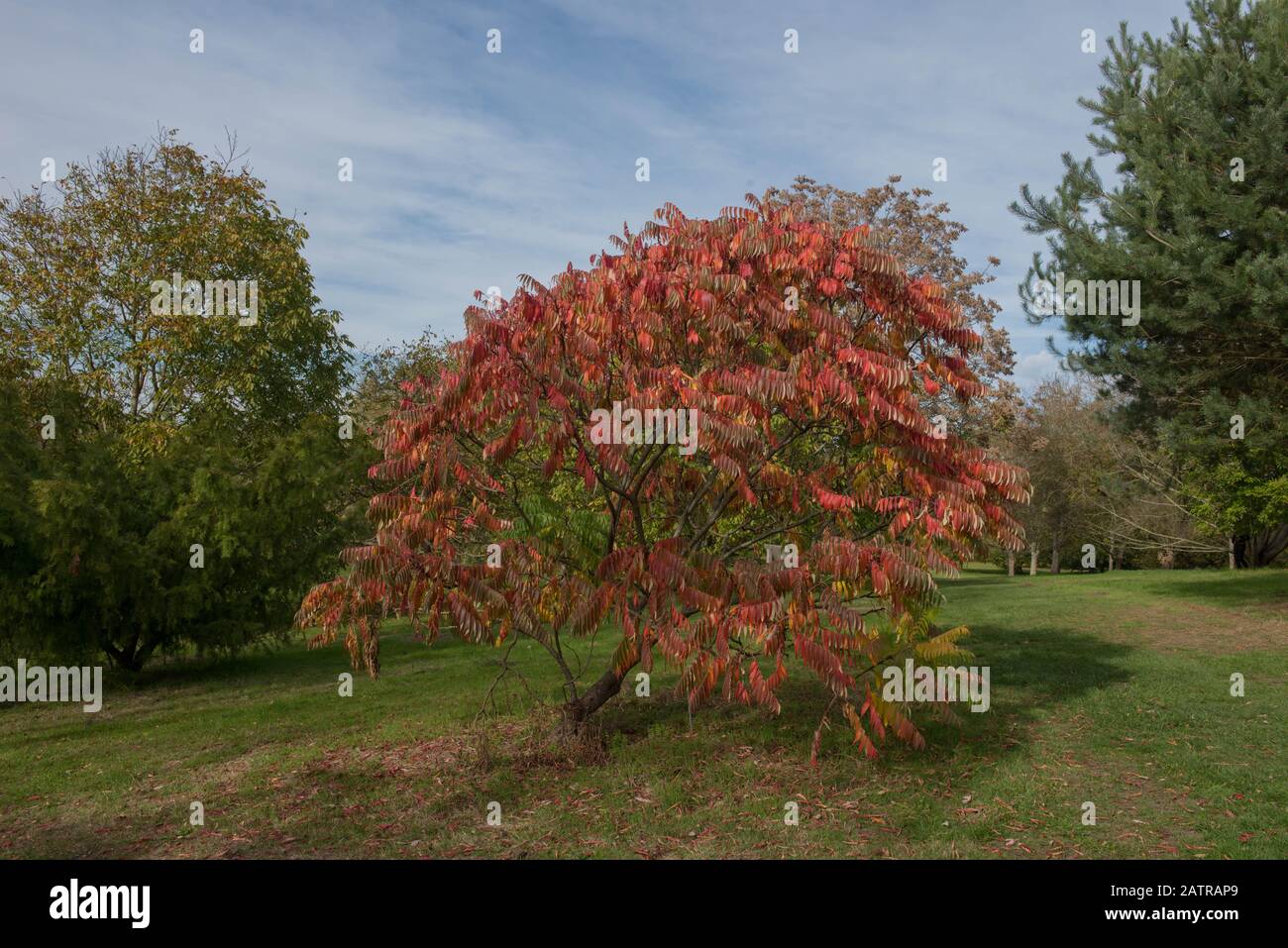 Brightly Coloured Autumn Leaves of the Deciduous Stag's Horn Sumach Tree (Rhus typhina 'Sinrus') in a Park in Rural Surrey, England, UK Stock Photo