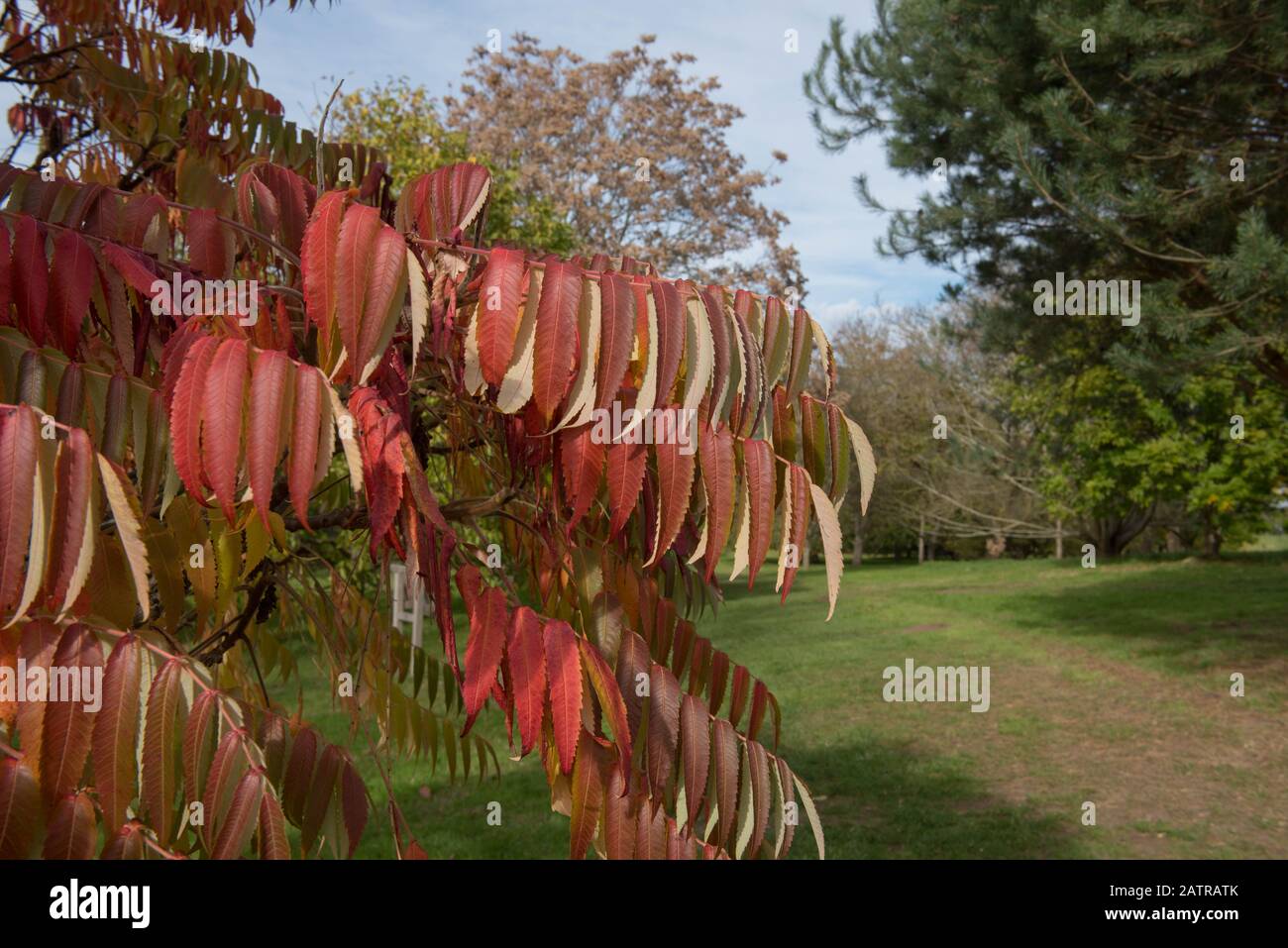 Brightly Coloured Autumn Leaves of the Deciduous Stag's Horn Sumach Tree (Rhus typhina 'Sinrus') in a Park in Rural Surrey, England, UK Stock Photo