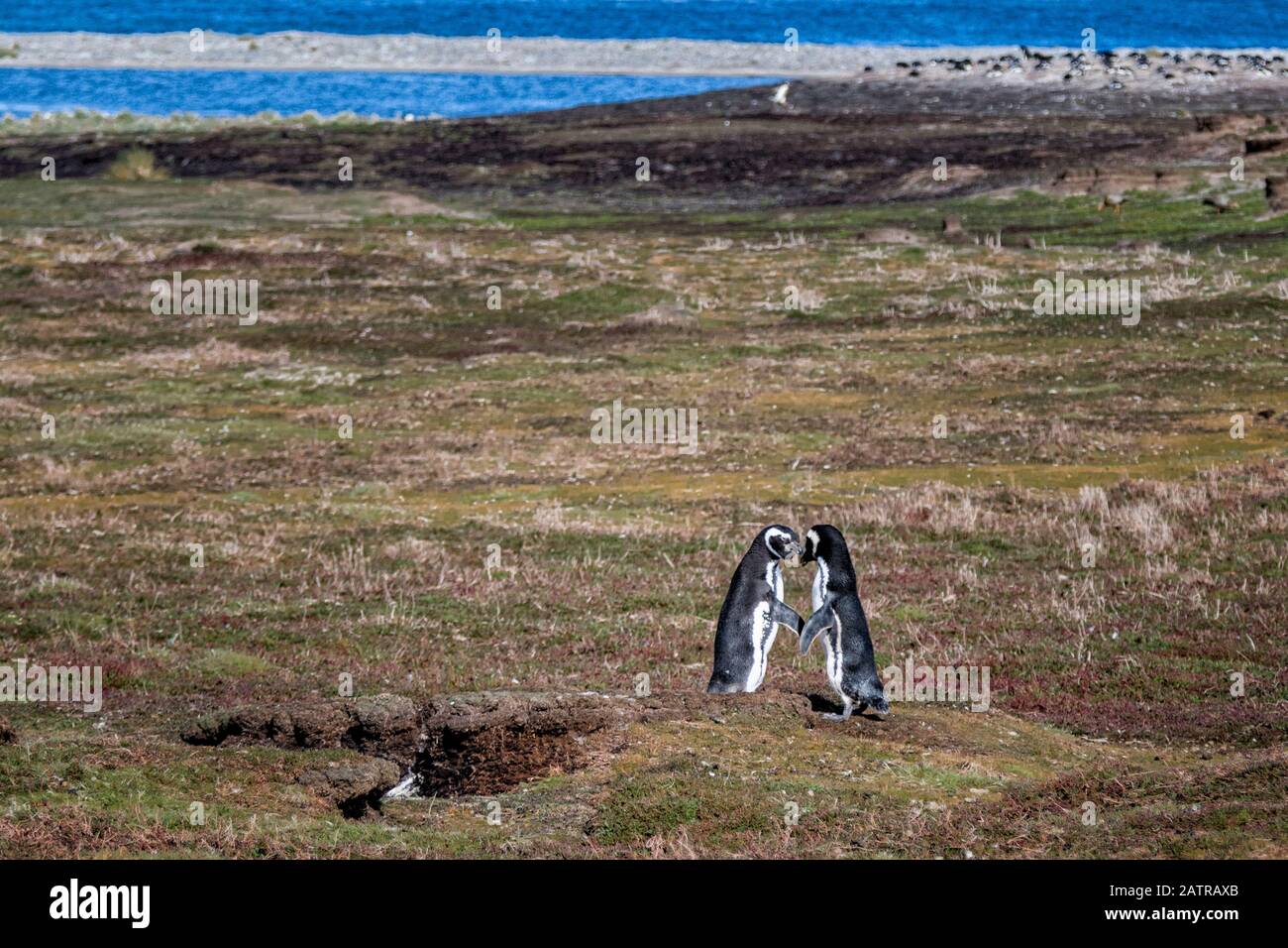 Pair of adult Magellanic Penguins in courting behavior, Sea Lion Island, Falkland Islands, South Atlantic Ocean Stock Photo