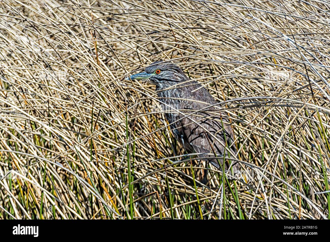 Black-crowned Night Heron, Nycticorax nycticorax cyanocephalus, hidden in reeds at Long Pond on Sea Lion Island, Falkland Islands, South Atlantic Stock Photo