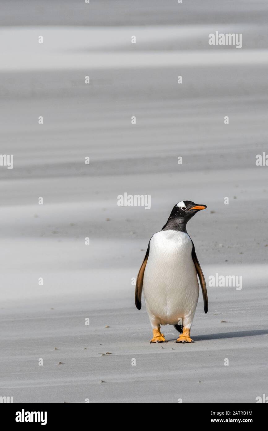 One solitary Gentoo Penguin, Pygoscelis papua, standing on the beach in the Neck, Saunders Island, Falkland Islands, British Oversea Territory Stock Photo