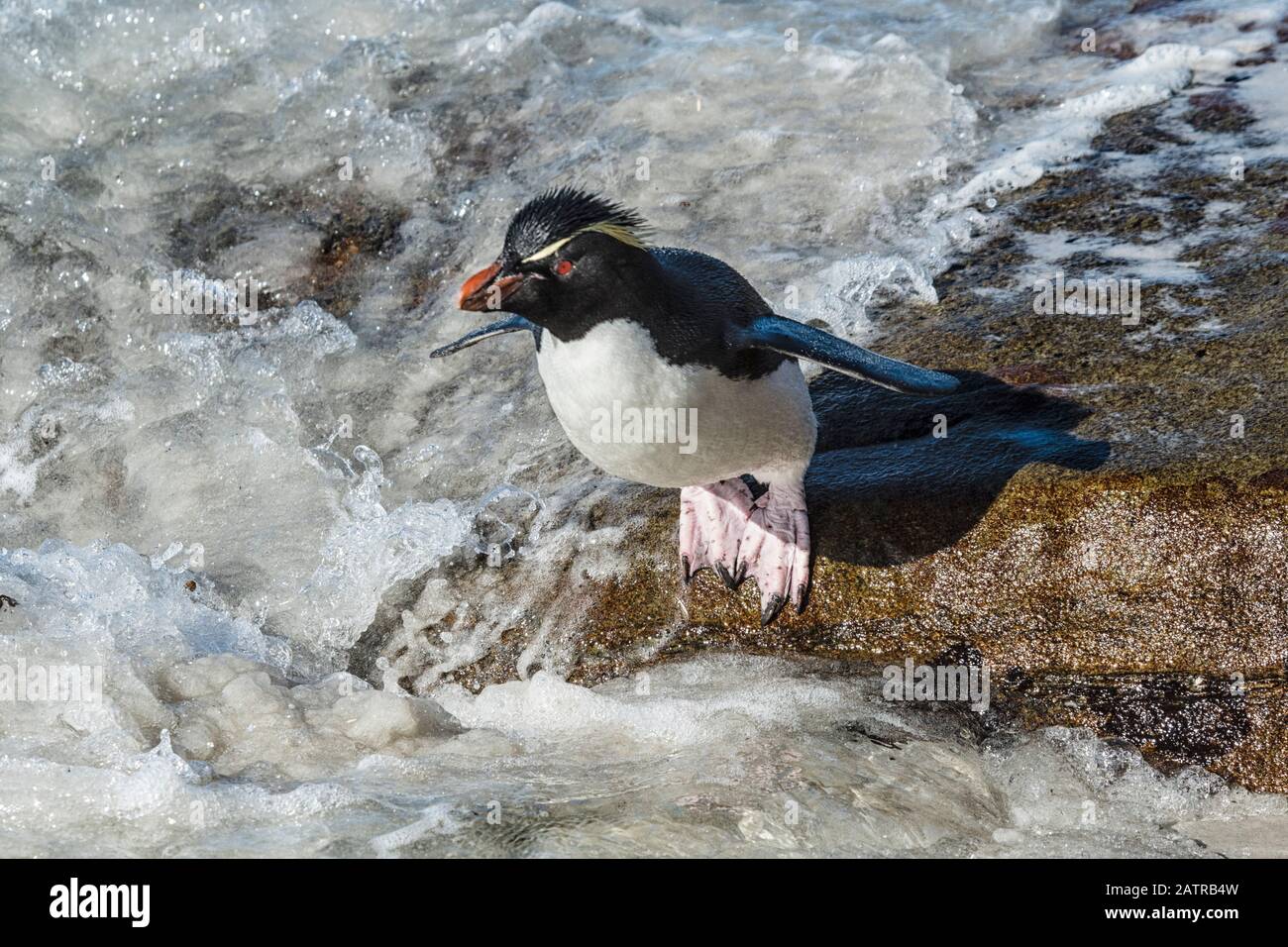 Southern Rockhopper Penguin, Eudyptes (chrysocome) chrysocome, standing on the coast of Saunders Island, Falkland Islands, South Atlantic Ocean Stock Photo