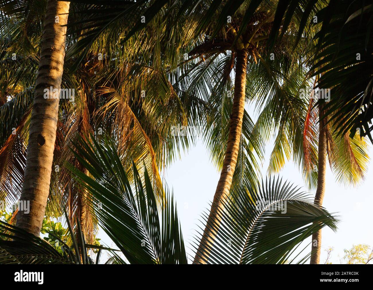Palm trees abstract, palm fronds and palm leaves,  as an abstract natural background, the Maldives Asia, Stock Photo