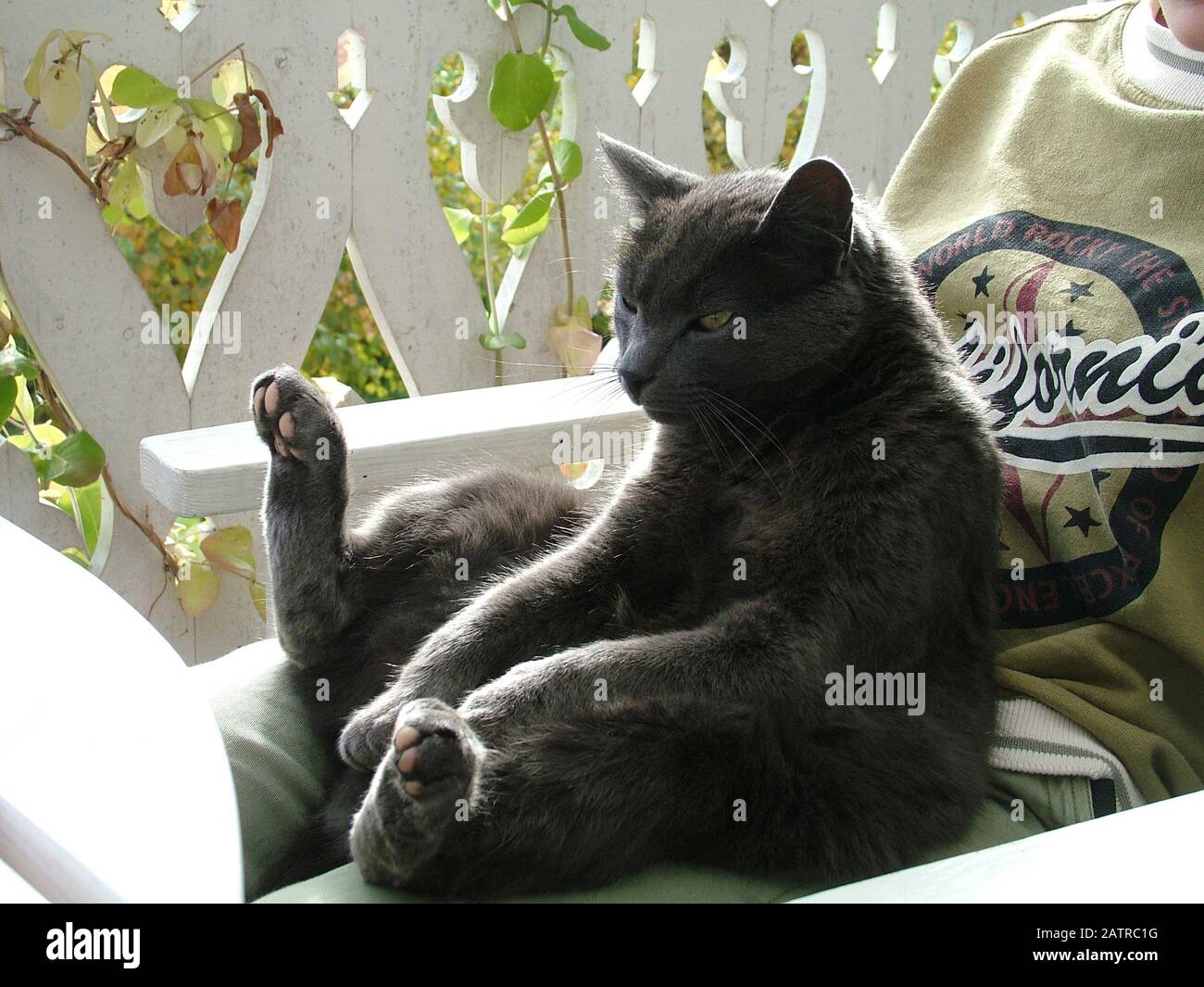 Cat sits on lap Stock Photo Alamy