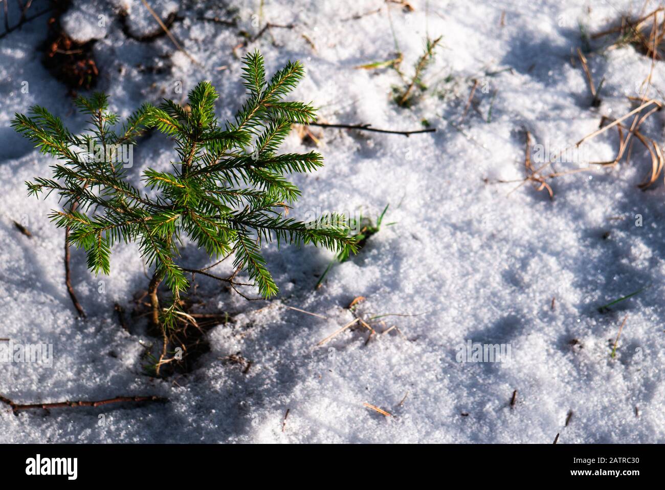 A small conifer tree grows in the forest in winter. Stock Photo