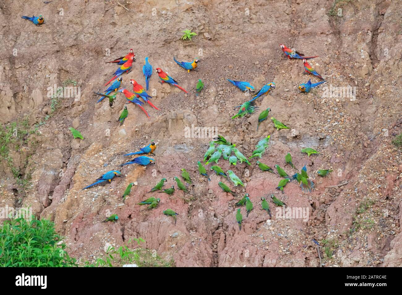 scarlet macaw, Ara macao, blue-and-yellow macaw, Ara ararauna, red-bellied macaw, Orthopsittaca manilatus, southern mealy amazon, Amazona farinosa, bl Stock Photo