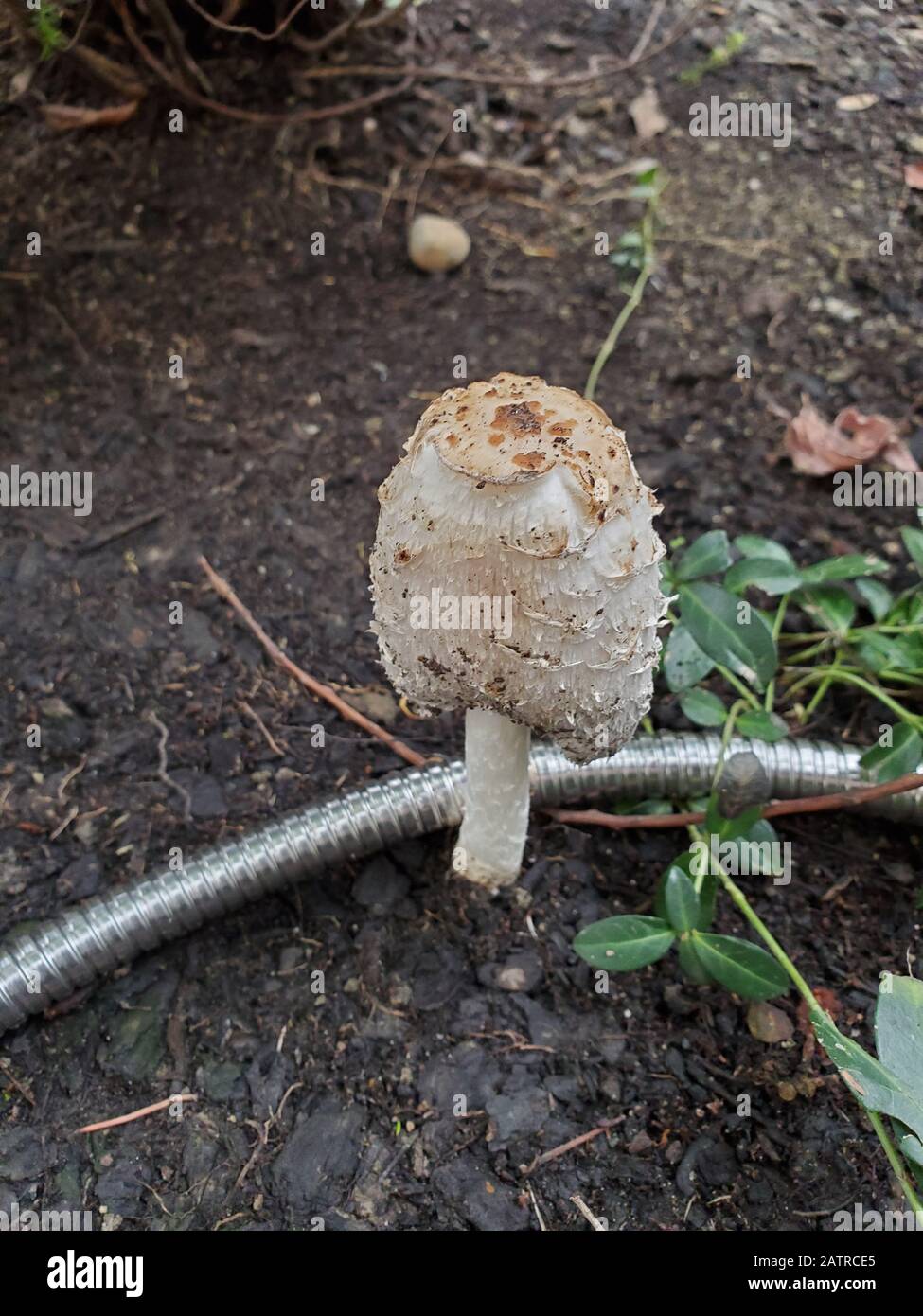 Close-up of cap of a Coprinus comatus or shaggy ink cap mushrooom growing in a garden setting, January 20, 2020. () Stock Photo
