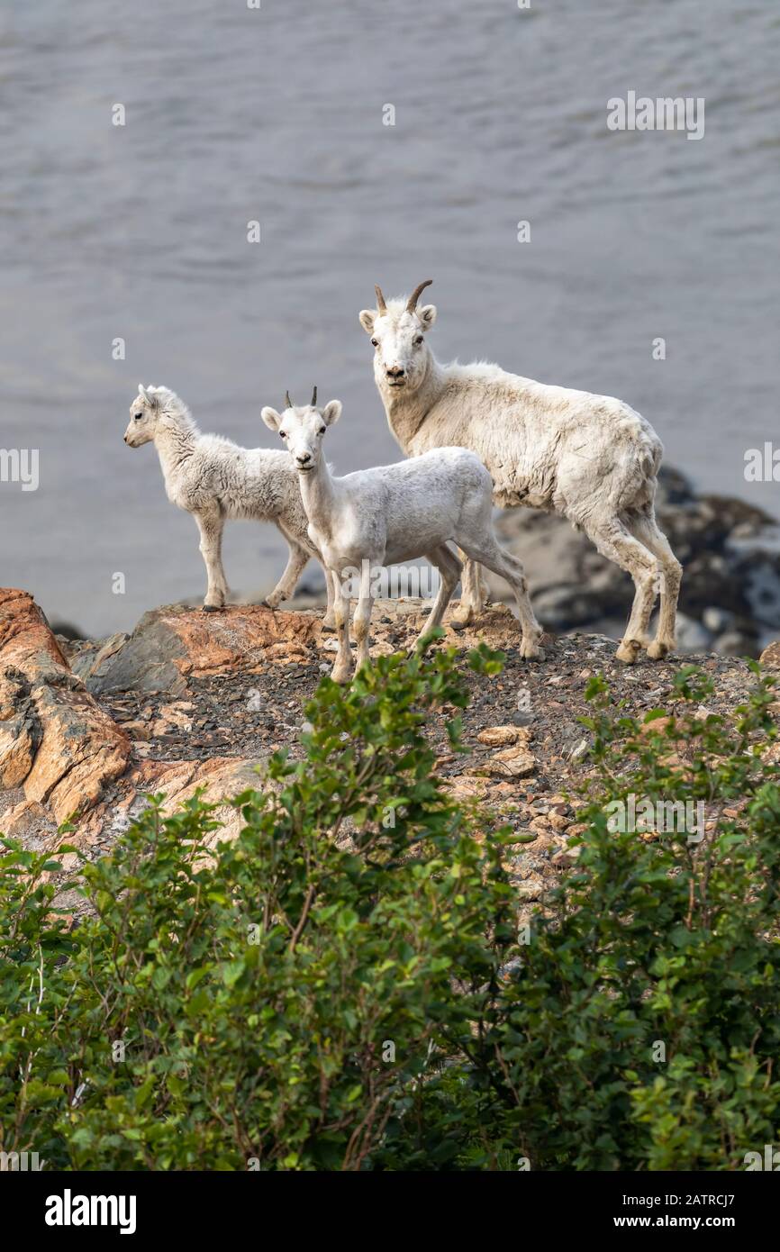 Dall sheep (Ovis dalli) in the Windy Point area near the Seward Highway ...