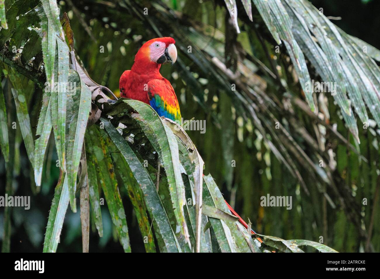 scarlet macaw, Ara macao, Tambopata National Reserve, Madre de Dios Region, Tambopata Province, Peru, Amazonia Stock Photo