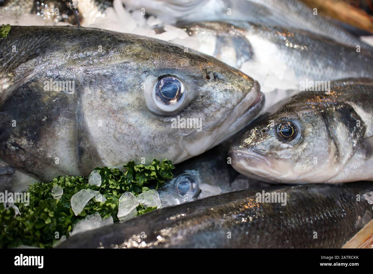 frozen fish food for sale