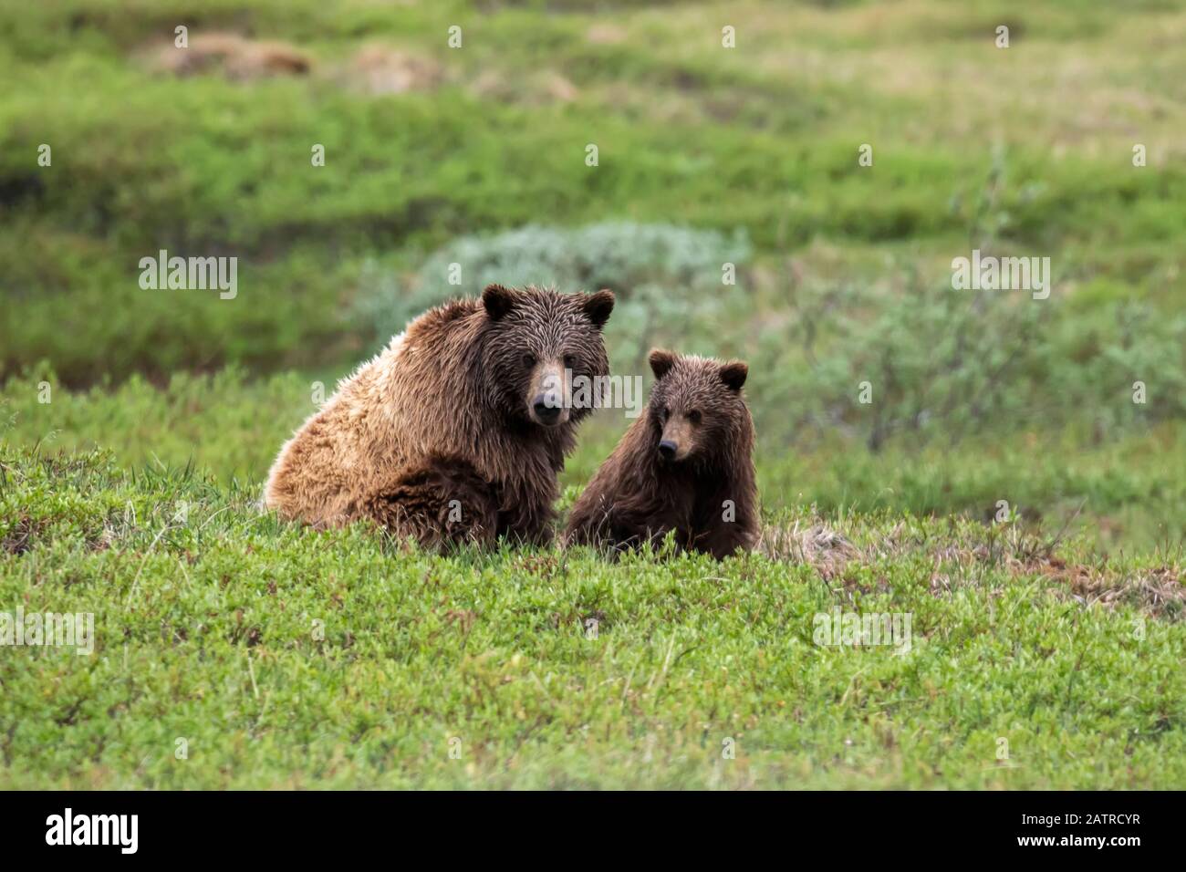 Grizzly bear (Ursus arctos horribilis) sow and cub on tundra, Denali National Park and Preserve; Alaska, United States of America Stock Photo