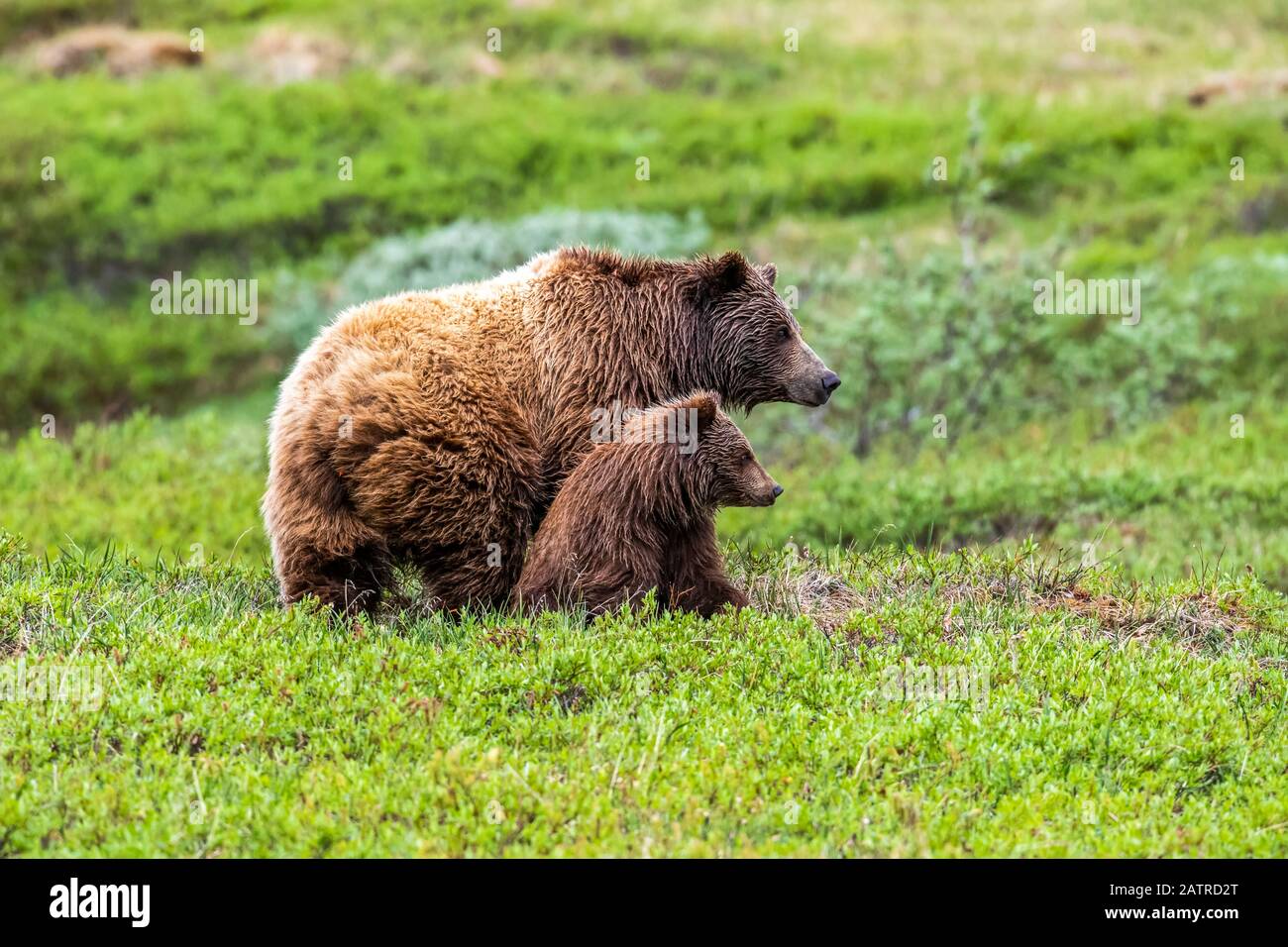 Grizzly bear (Ursus arctos horribilis) sow and cub on tundra, Denali National Park and Preserve; Alaska, United States of America Stock Photo