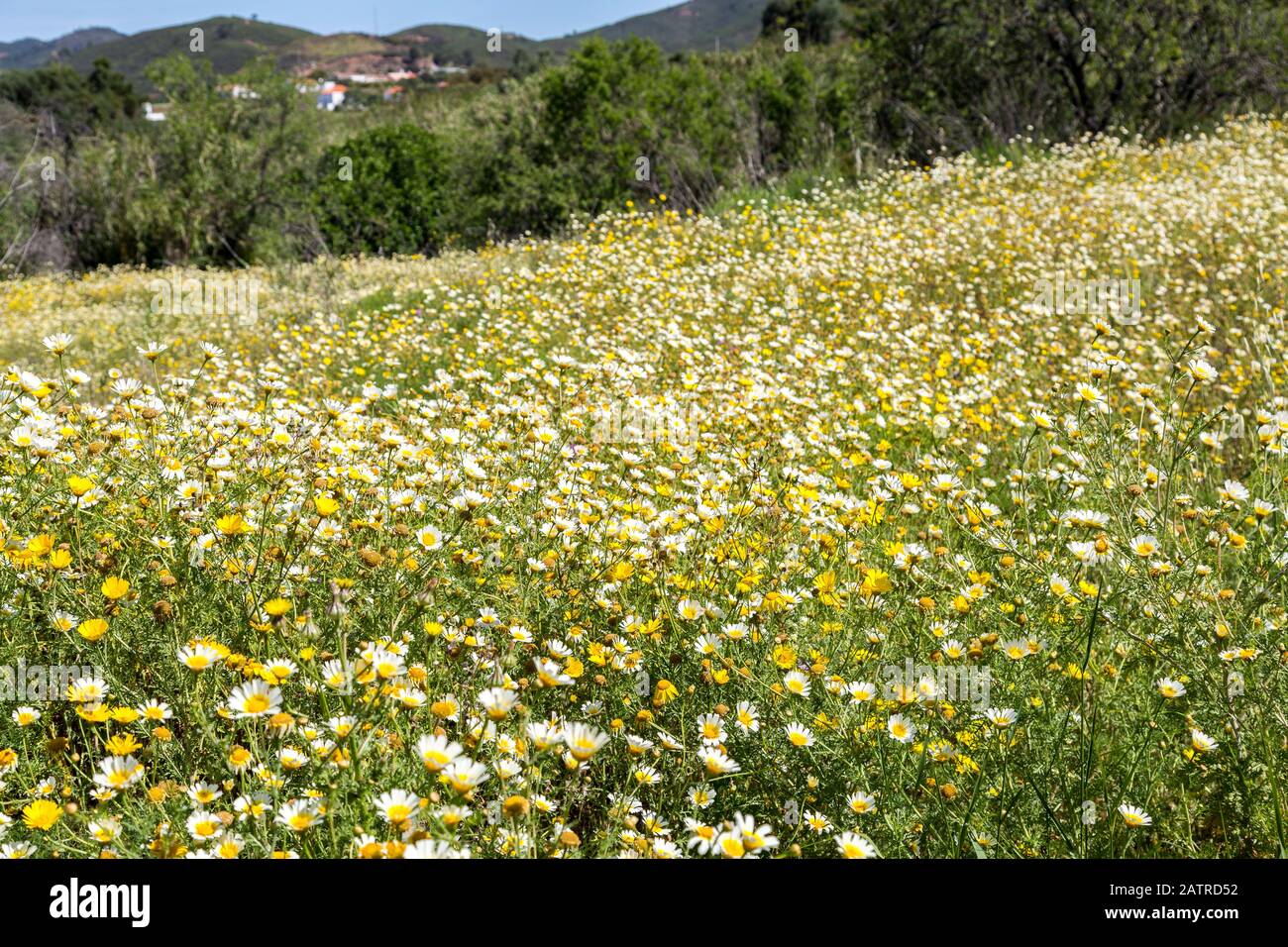 Wildflower meadow, Algarve, Portugal Stock Photo
