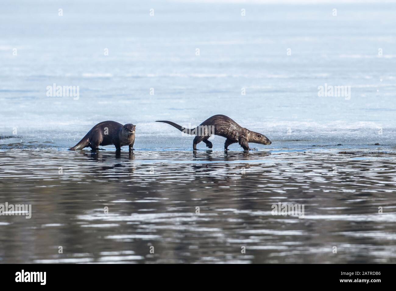 A pair of River Otters, sometimes called Land Otters (Lontra canadensis), fish in Lower Summit Lake on the Kenai Peninsula in spring when the ice i... Stock Photo