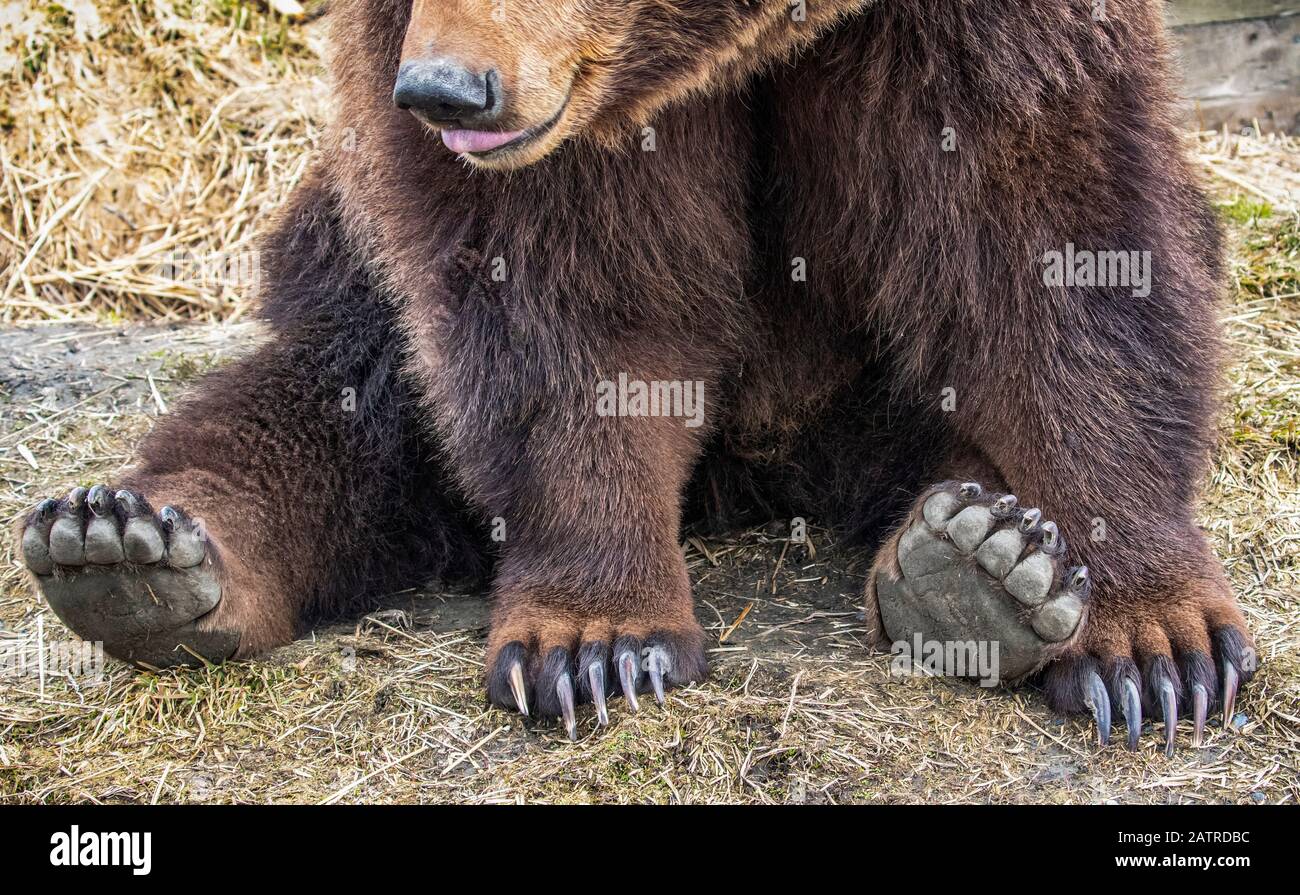 Grizzly bear sow (Ursus arctos horribilis) sitting on ground, Alaska Wildlife Conservation Center; Portage, Alaska, United States of America Stock Photo