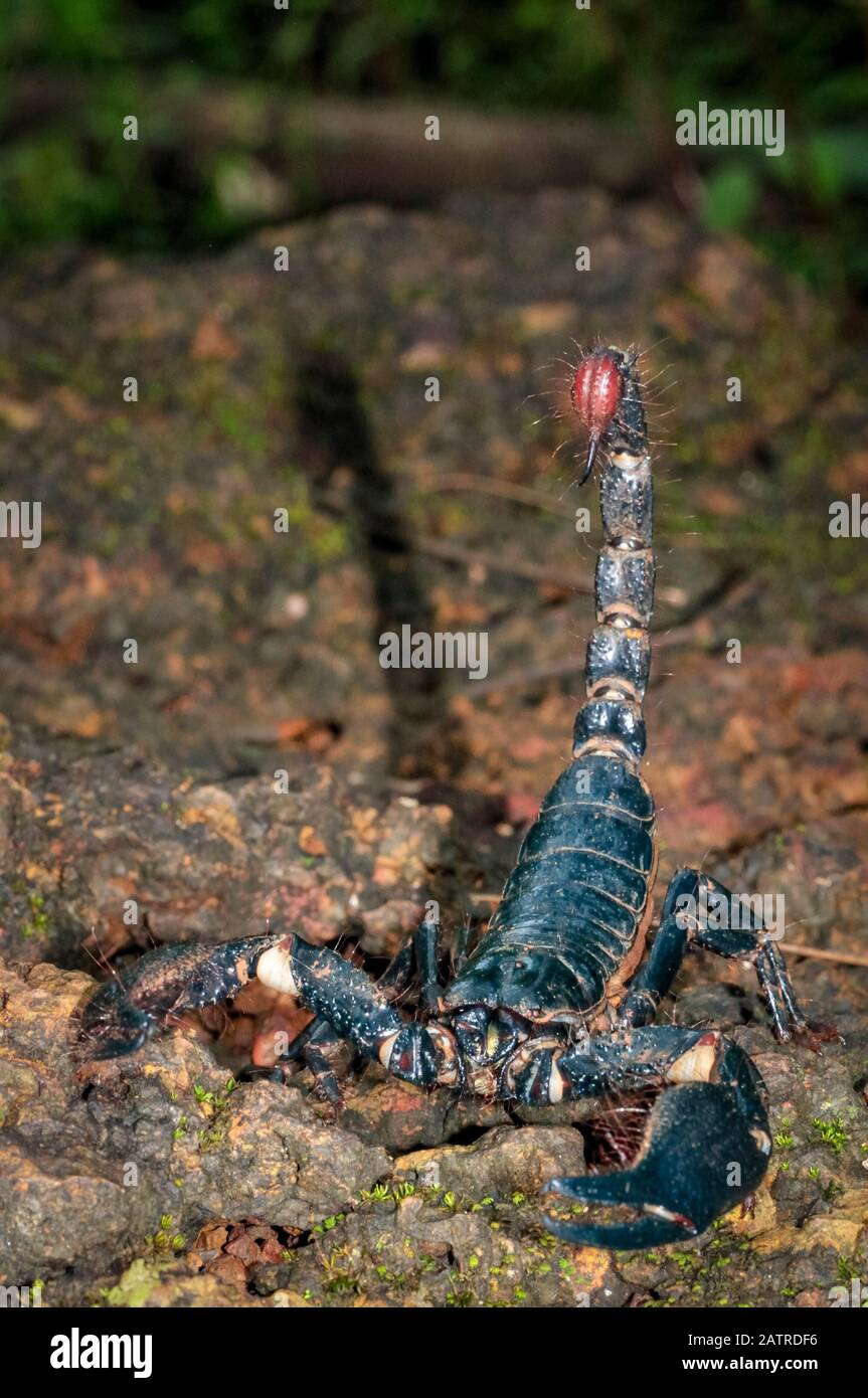 giant forest scorpion, Heterometrus sp., Western Ghats, aka Sahyadri, Goa, India Stock Photo - Alamy giant forest scorpion, Heterometrus sp., Western Ghats, aka Sahyadri, Goa, India Stock Photo - Alamy