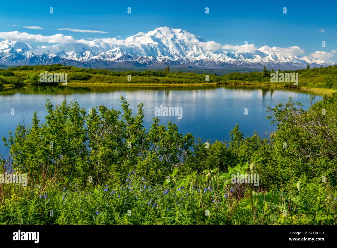 View of Denali and Reflection Pond taken from the park road while driving to Wonder Lake, Denali National Park and Preserve Stock Photo