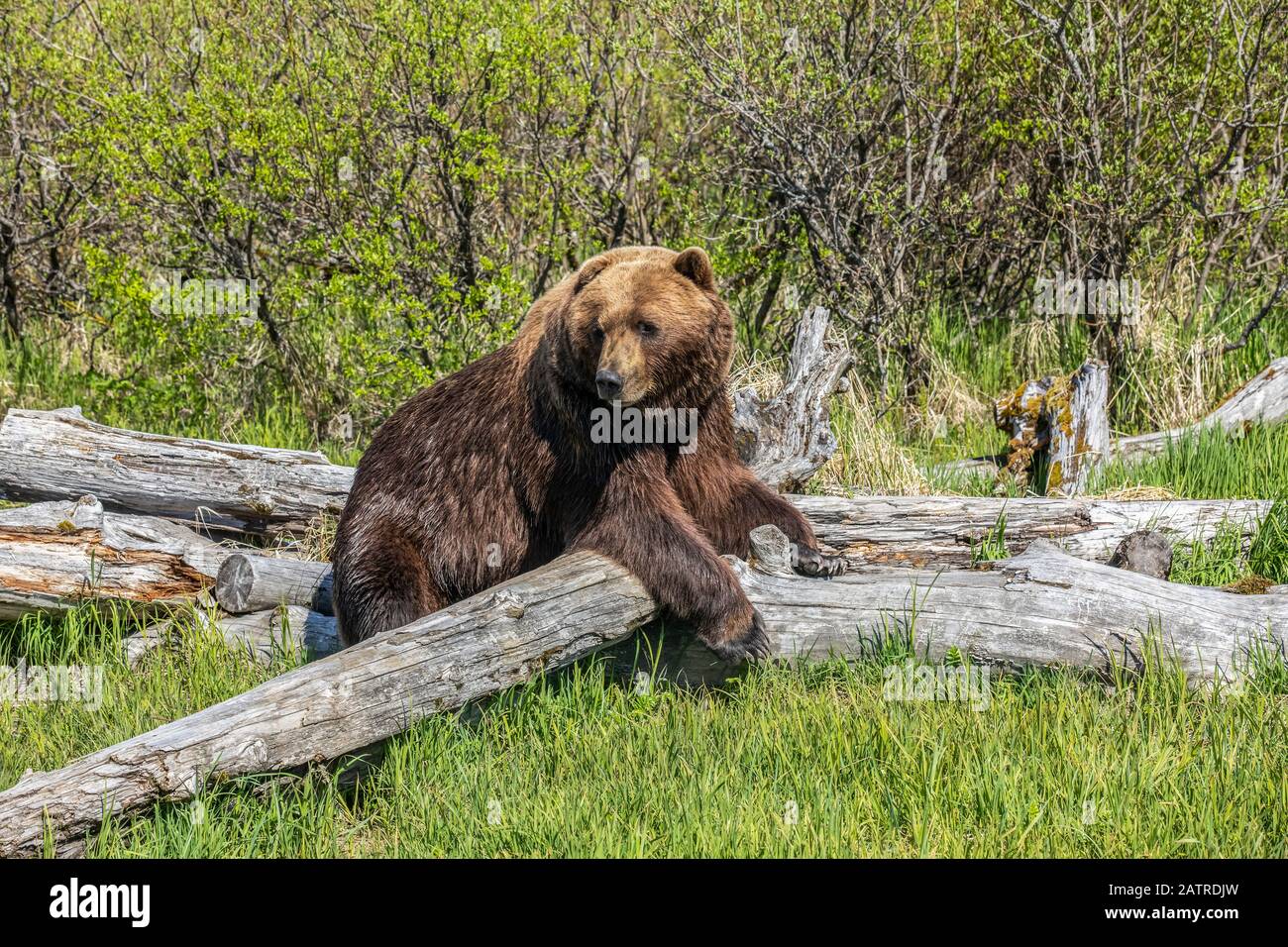 Brown bear boar (Ursus arctos) looking at camera while resting over a log, Alaska Wildlife Conservation Center, South-central Alaska Stock Photo