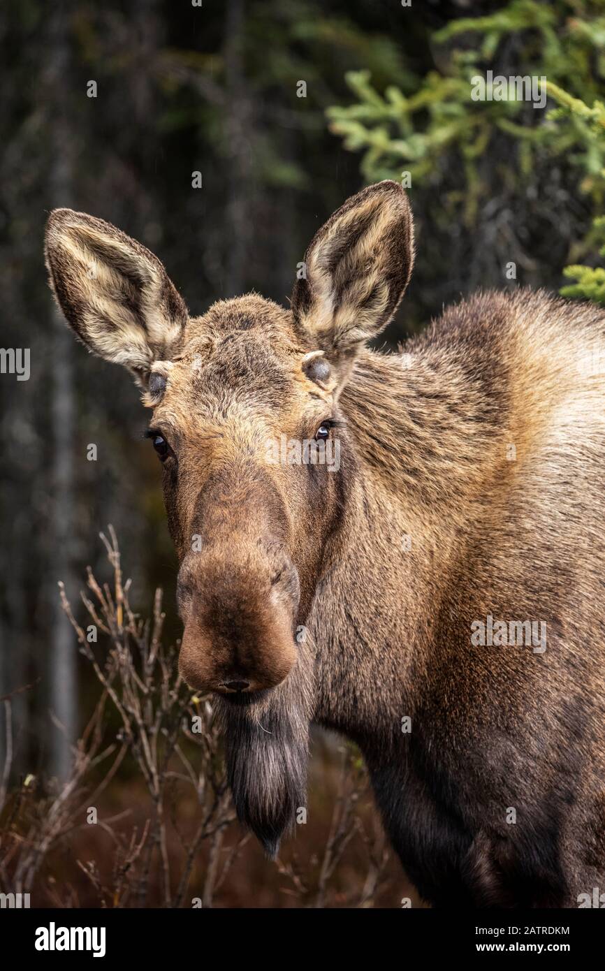 A cow moose (Alces alces) stops feeding to look at the camera, Denali National Park and Preserve, Interior Alaska; Alaska, United States of America Stock Photo