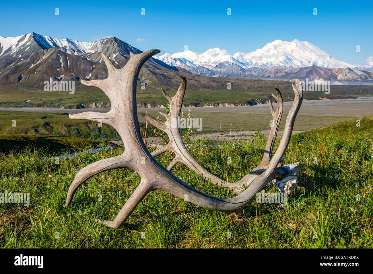 Caribou antlers sit on the grass in the foreground with a view of Denali and the Eielson Visitor Center, Denali National Park and Preserve, Interio... Stock Photo