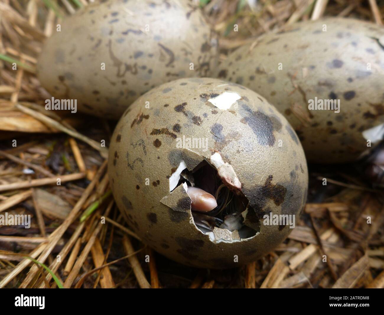 Gull nest with eggs hatching on Brier Island in Nova Scotia; peeping; close view Stock Photo