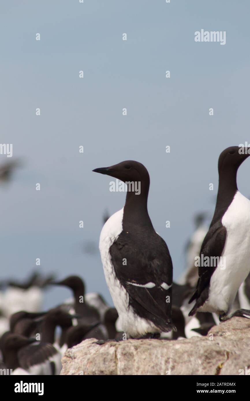 Individual common murre at seabird colony in Newfoundland Stock Photo