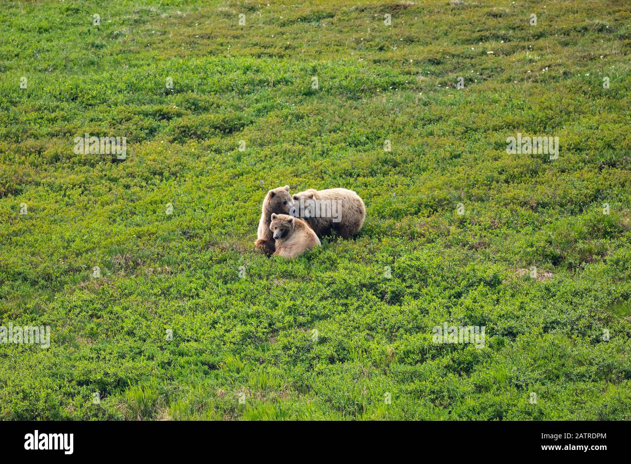 Grizzly sow (Ursus arctos horribilis) nuzzles with her two cubs right after nursing there on the tundra, Interior Alaska, Denali National Park and ... Stock Photo