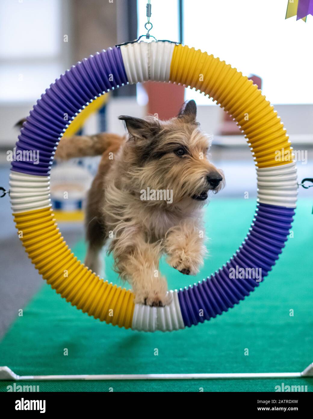 New York, USA. 4th Feb, 2020. Chester, an 8-year-old Berger Picard and five times winner of the Agility competition, demonstrates his abilities during a 'Meet The Breeds' event in the New Yorker hotel in Manhattan, ahead of the 2020 Westminster Kennel Club Dog show . Credit: Enrique Shore/Alamy Live News Stock Photo