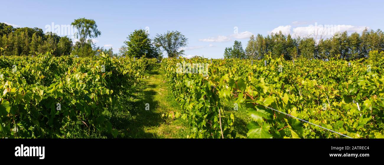 Vineyard and blue sky; Shefford, Quebec, Canada Stock Photo Alamy