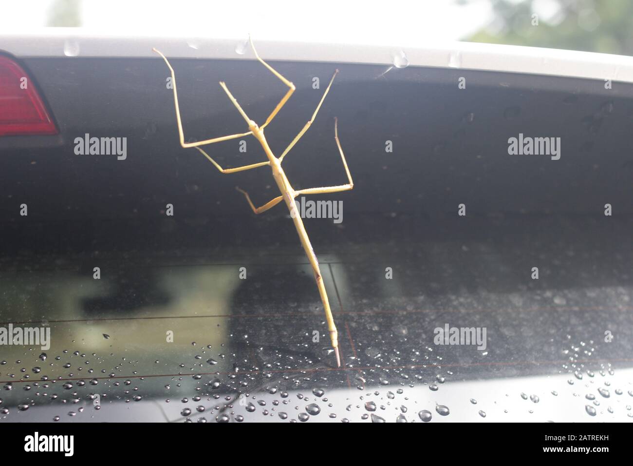 Large stick insect on car, Queensland, Australia Stock Photo Alamy