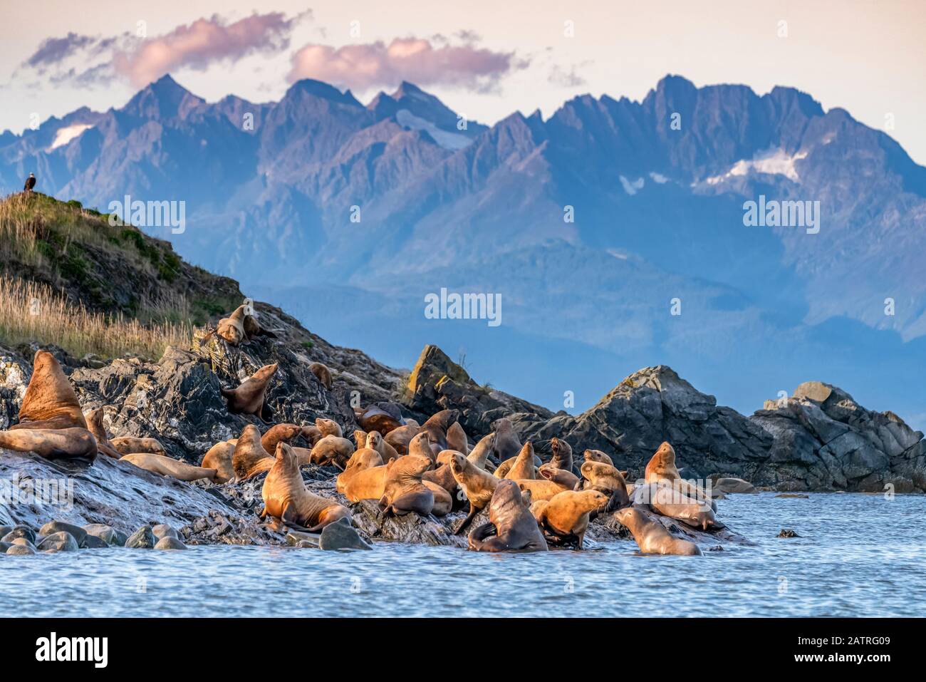 Sea lions leaving the water for shore along the coast of Alaska with a rugged mountain range in the background; Alaska, United States of America Stock Photo