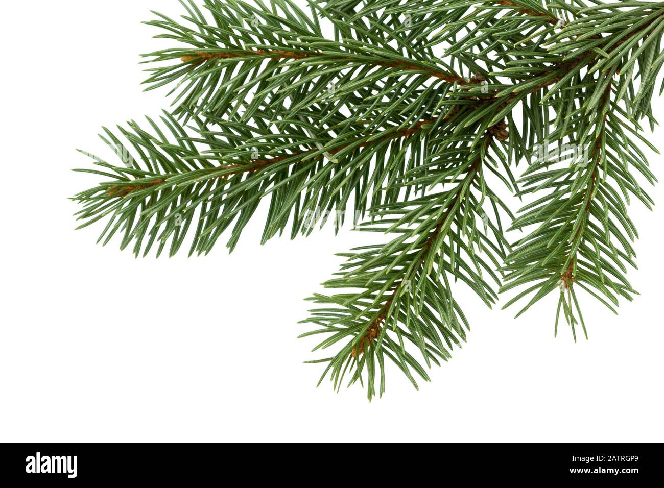 Fir tree branch isolated on white background. Pine branch. Christmas ...