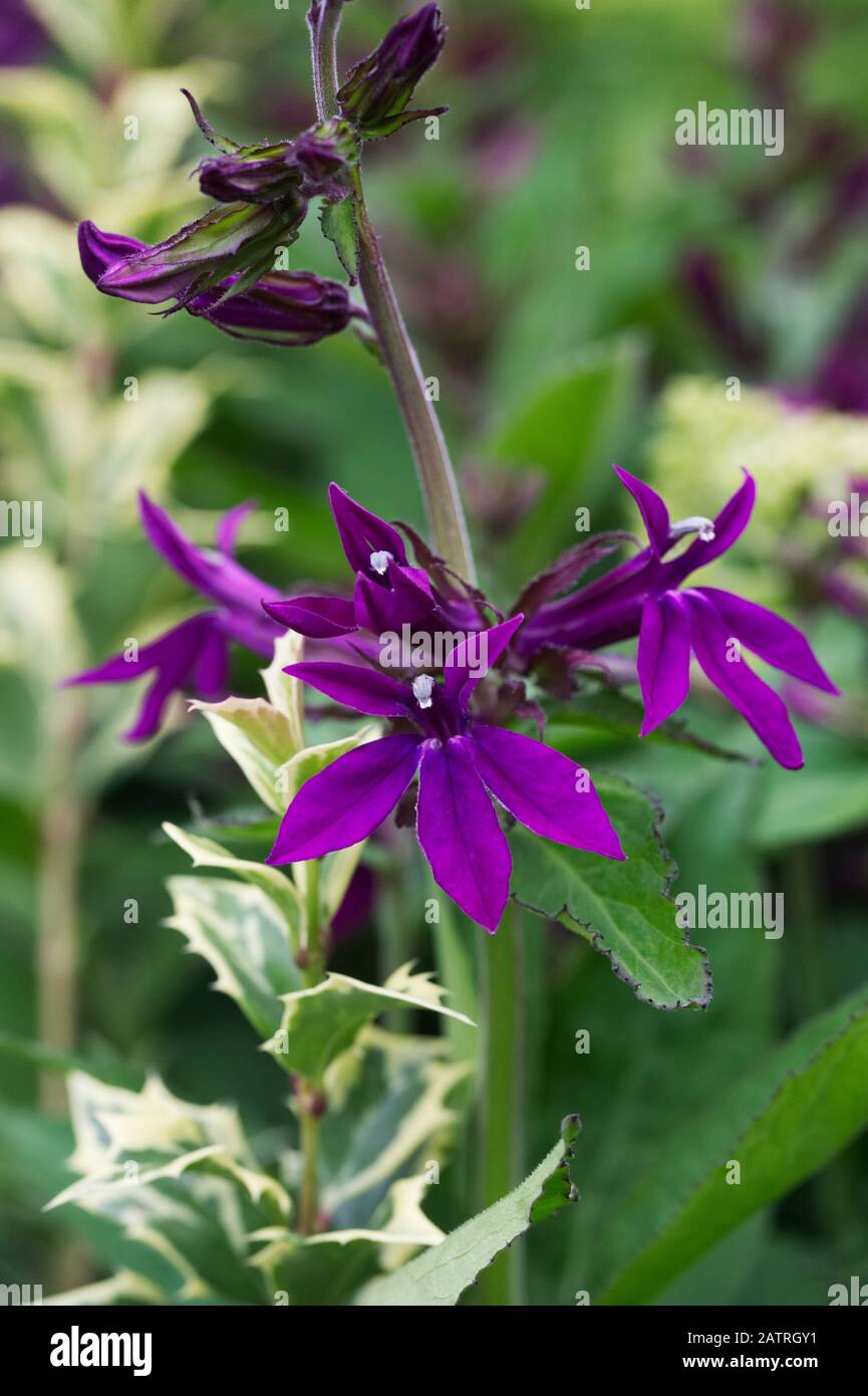 Lobelia ‘Hadspen Purple’ flowers in the garden. Stock Photo