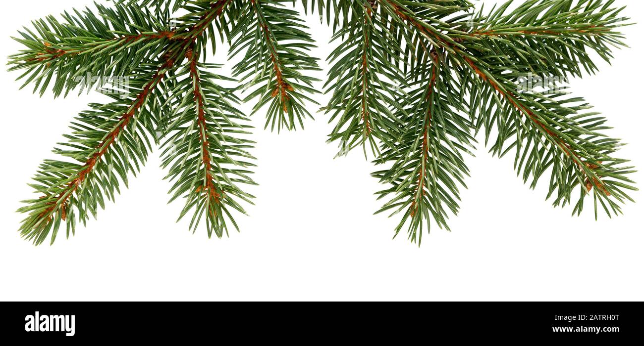 Fir tree branch isolated on white background. Pine branch. Christmas fir. Stock Photo