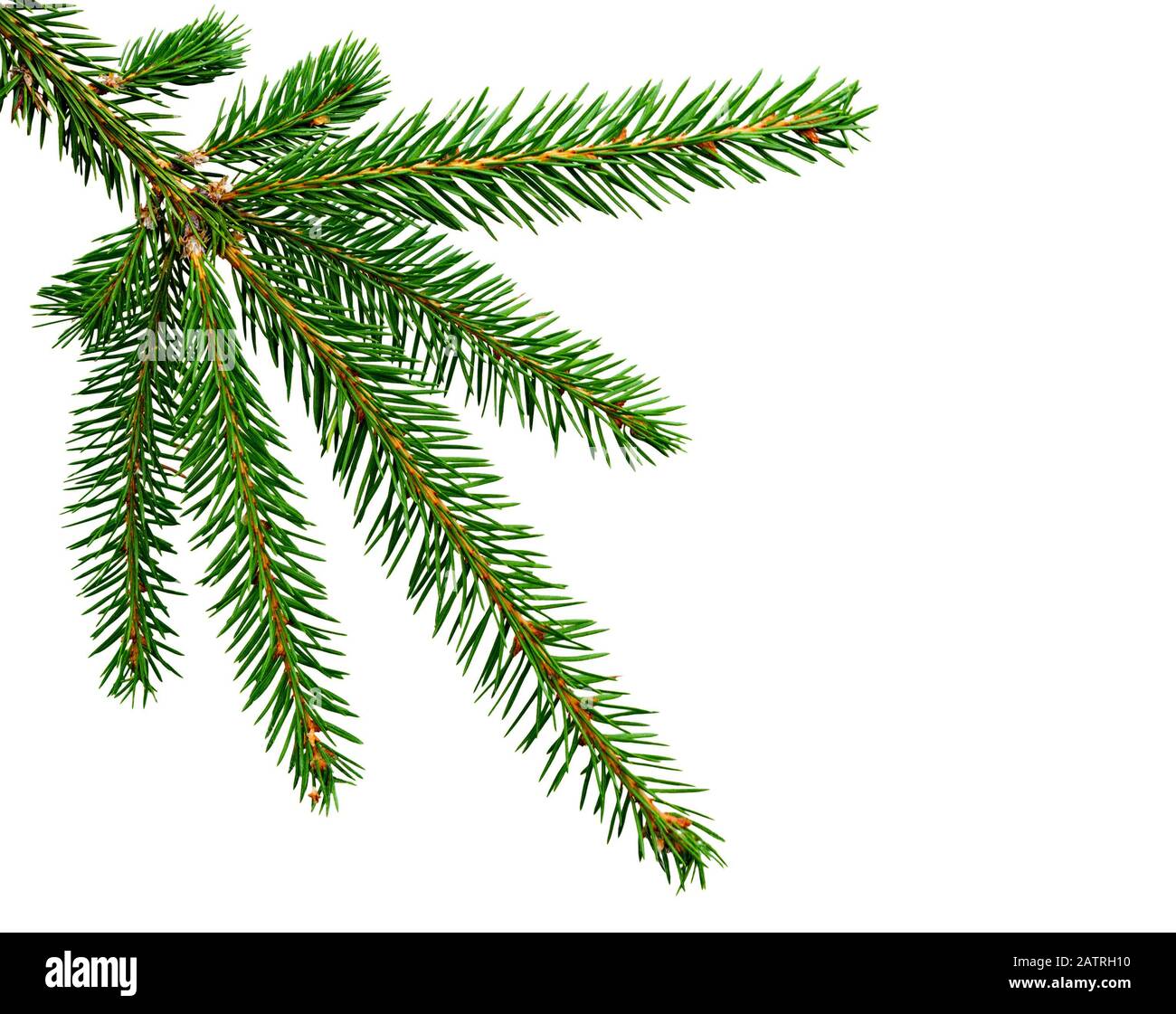 Fir tree branch isolated on white background. Pine branch. Christmas fir. Stock Photo