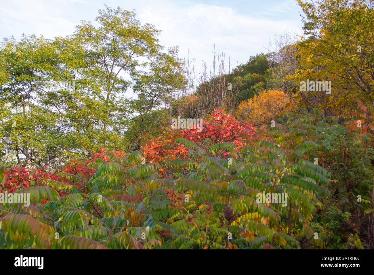 autumn leaves in a park Stock Photo - Alamy