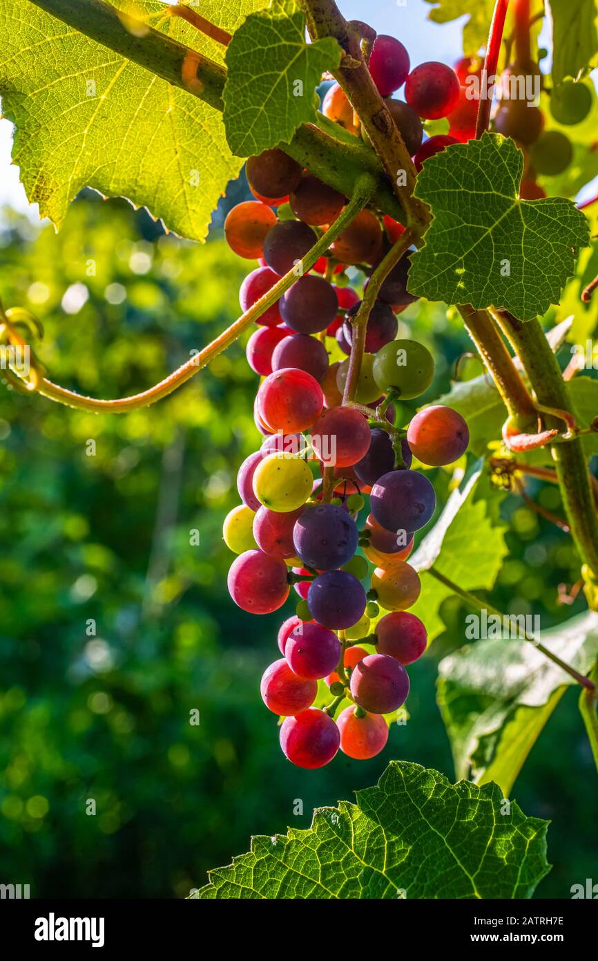 Grapes vine cluster hires stock photography and images Alamy
