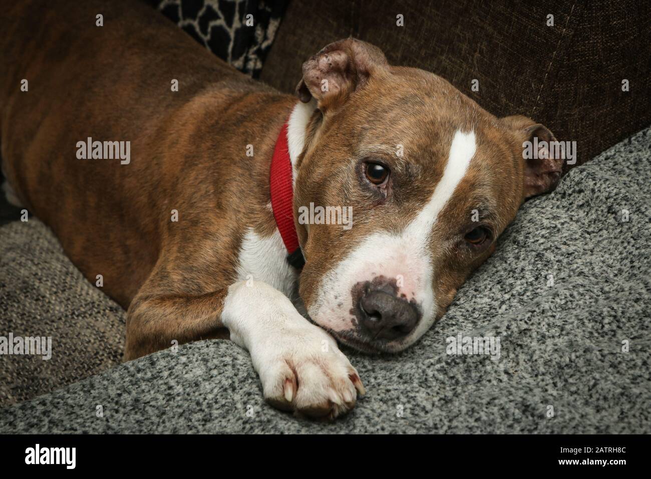 The old american stafforshire terrier is lying on a sofa and is sleepy and tired. Looks like he is sad and lonely. Stock Photo