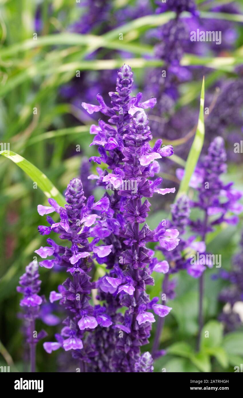 Salvia Mystic Spires Blue flowers. Stock Photo