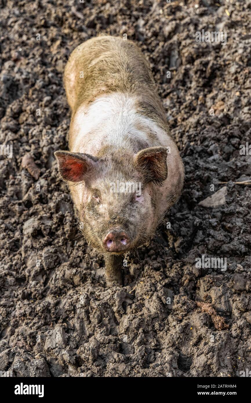 Camera hog hires stock photography and images Alamy