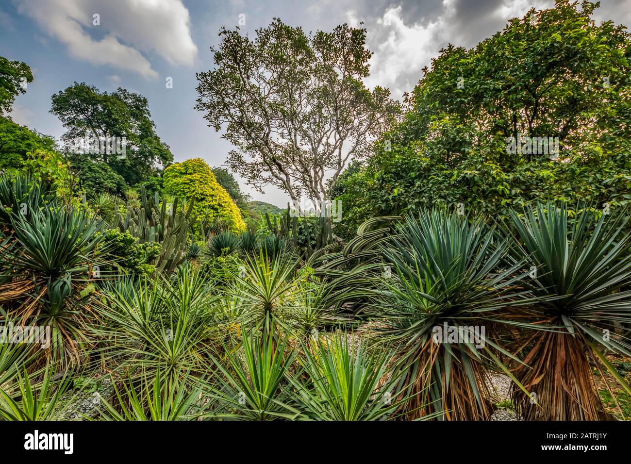 Mexico Garden at Bogor Botanical Gardens; Bogor, West Java, Indonesia Stock Photo