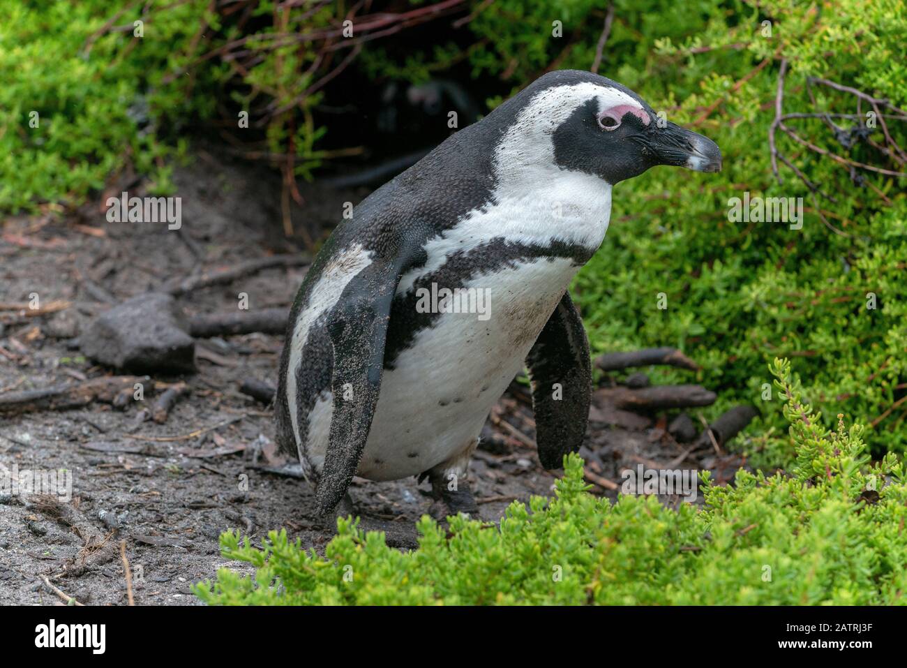 African penguin colony (Spheniscus demersus) at the Stony Point Nature Reserve, Betty's Bay,The Overberg, South Africa Stock Photo