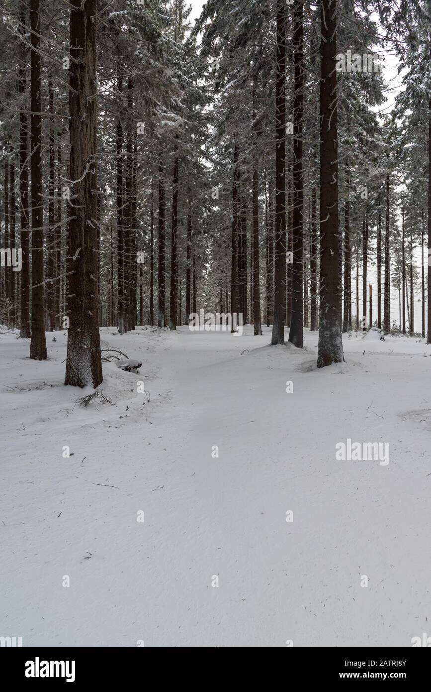 forest with snow covered trail in winter Moravskoslezske Beskydy mountains near Slavic hill in Czech republic Stock Photo