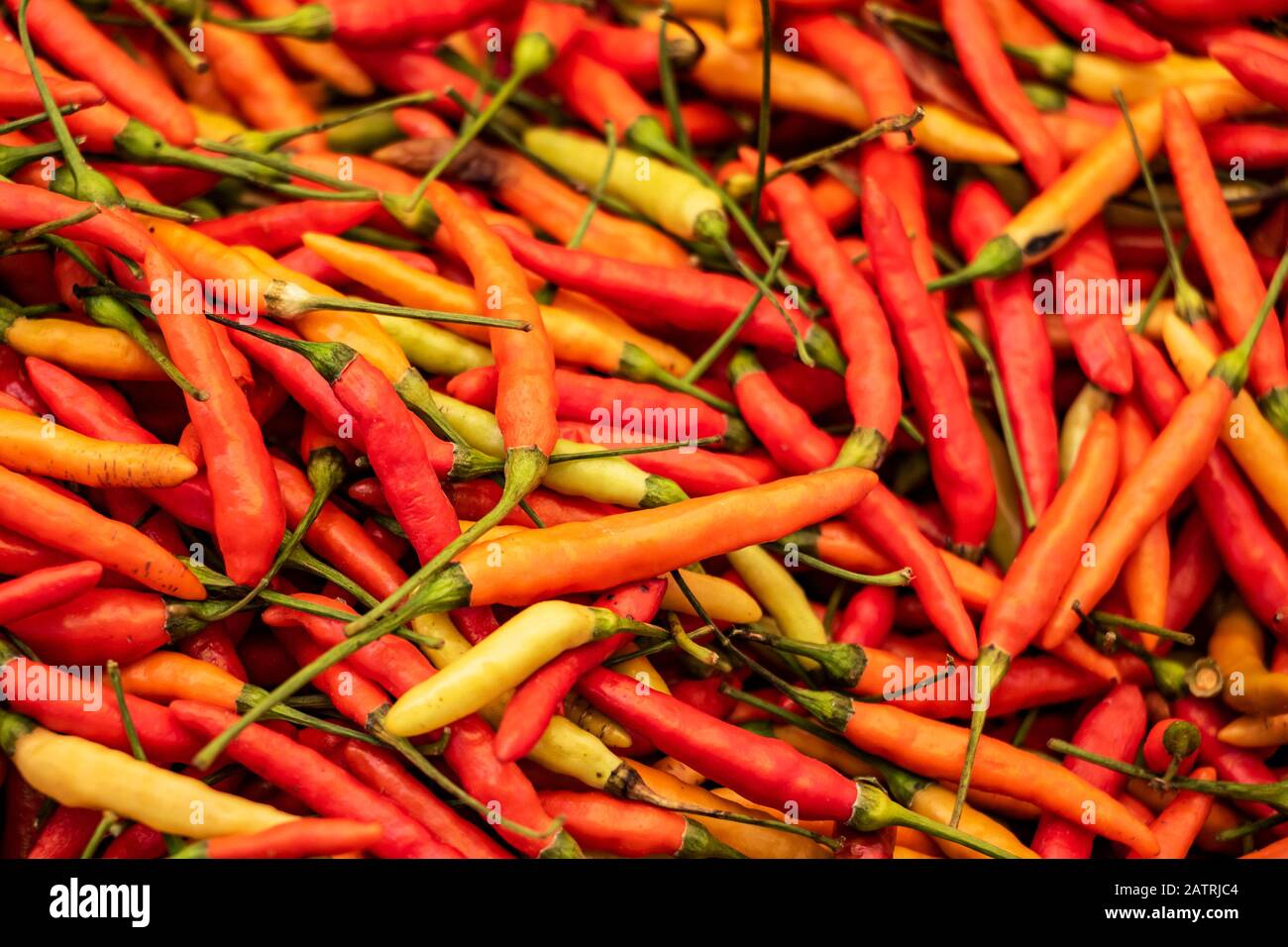 Hot peppers for sale at the Tomohon Market; Tomohon, North Sulawesi, Indonesia Stock Photo