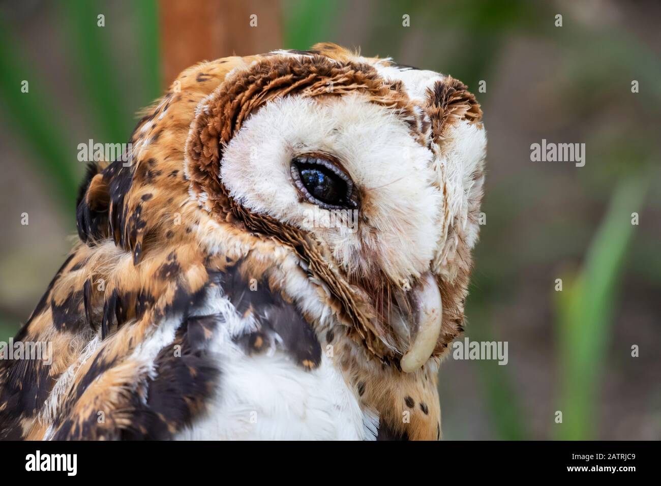Minahassa masked owl (Tyto inexspectata), Mount Mahawu; North Sulawesi, Indonesia Stock Photo