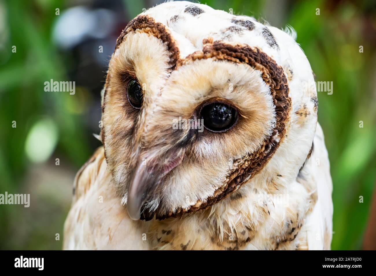 Sulawesi masked owl (Tyto rosenbergii), Mount Mahawu; North Sulawesi, Indonesia Stock Photo